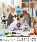 Chihuahua under study 115442473