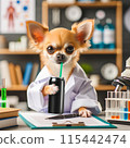 Chihuahua under study 115442474
