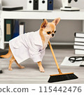 Chihuahua under study 115442476