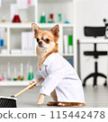 Chihuahua under study 115442478