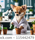 Chihuahua under study 115442479