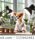 Chihuahua under study 115442481