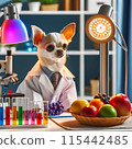 Chihuahua under study 115442485