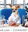 Chihuahua under study 115442487