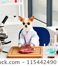 Chihuahua under study 115442490