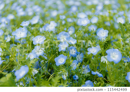 Blue Nemophila Blue Nemophila 115442499