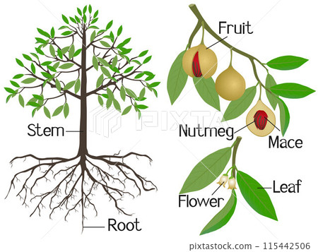 Showing parts of nutmeg plant on a white background. Showing parts of nutmeg plant on a white background. 115442506