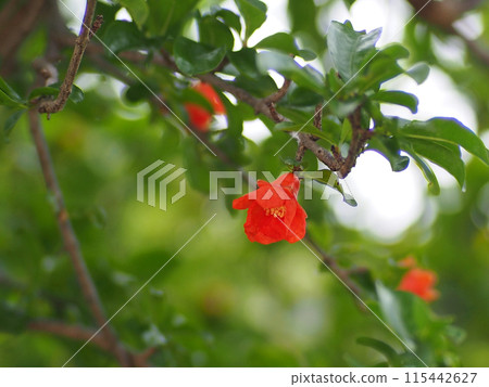 橙色石榴花的特寫(已經開始開花和發芽的石榴) 橙色石榴花的特寫(已經開始開花和發芽的石榴) 115442627