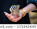 This chipmunk is friendly and will happily sit on your hand. Its stripes are very cute. 115442649