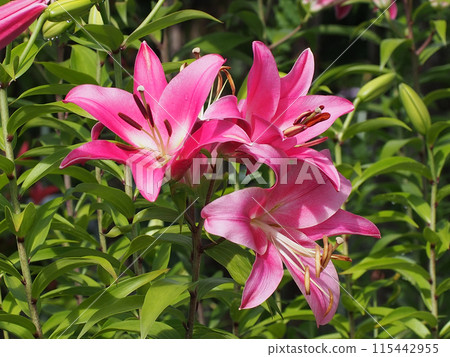 Red lilies bathed in the morning sun (openwork lilies after the rain) Red lilies bathed in the morning sun (openwork lilies after the rain) 115442955