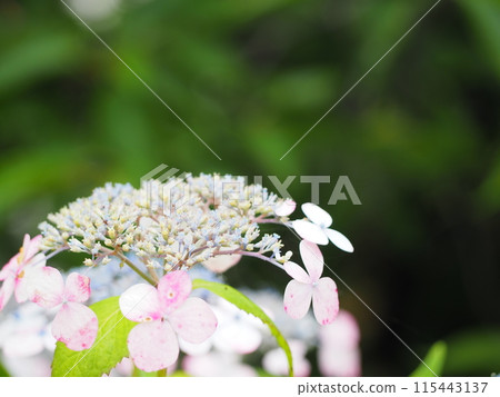 Pink cute hydrangea Pink cute hydrangea 115443137