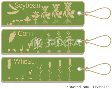 Soy, corn and wheat plant growth cycle tags isolated on white background. 115443148