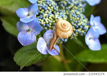 繡球花和蝸牛 115443174