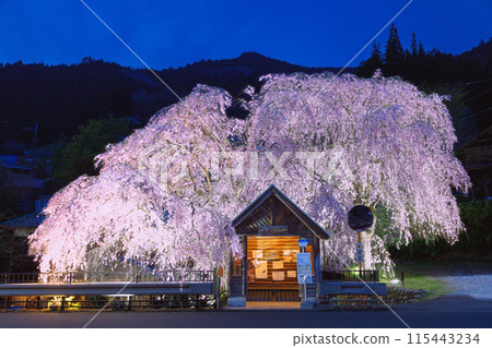Illuminated weeping cherry tree in the mountains Illuminated weeping cherry tree in the mountains 115443234