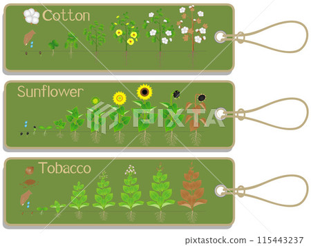 Cotton, sunflower and tobacco plant growth cycle tags. 115443237