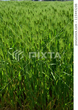 Wheat field in development Wheat field in development 115443286