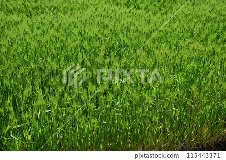 Wheat field in development 115443371