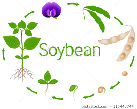 Soybean plant growth stages isolated on white background. 115443744