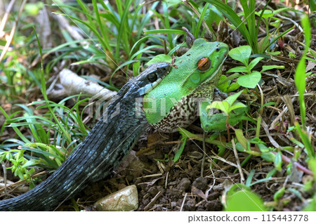 Predation: A forest tree frog being swallowed by a snake Predation: A forest tree frog being swallowed by a snake 115443778