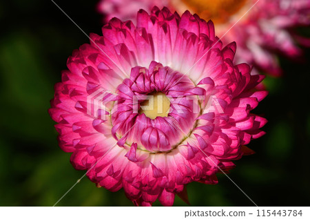 Colorful Flower Macro isolated Colorful Flower Macro isolated 115443784