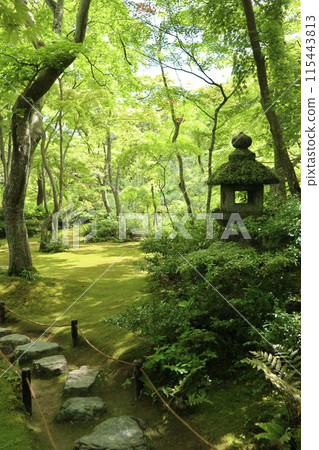 Fresh greenery in the Okochi Sansou Garden, Kyoto Fresh greenery in the Okochi Sansou Garden, Kyoto 115443813