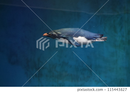 企鵝在水族箱裡游泳的風景 115443827