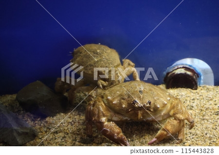 水族館裡有一隻巨型甲蟲的場景 水族館裡有一隻巨型甲蟲的場景 115443828