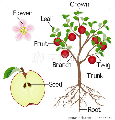 Parts of apple plant on a white background. Parts of apple plant on a white background. 115443830