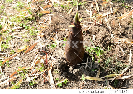 Bamboo shoots protruding from the ground Bamboo shoots protruding from the ground 115443843
