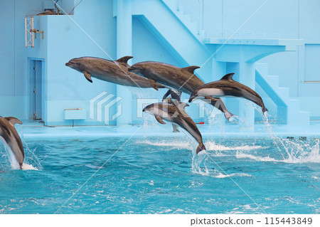 Dolphins jumping Dolphins jumping 115443849