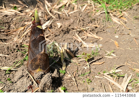 Bamboo shoots protruding from the ground Bamboo shoots protruding from the ground 115443868
