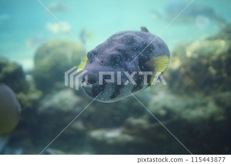 Swimming puffer Swimming puffer 115443877