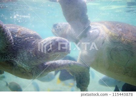 烏龜互相擦肩而過 115443878