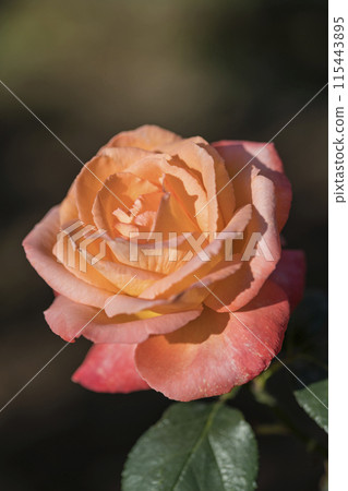 橙色玫瑰花 115443895