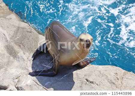 A sea lion winking on a rock 115443896