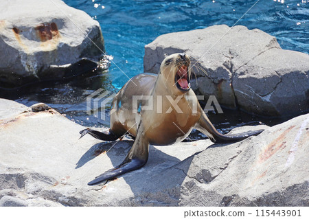 Sea lion screaming on a rock Sea lion screaming on a rock 115443901