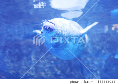 海豹仰面潛水 115443934