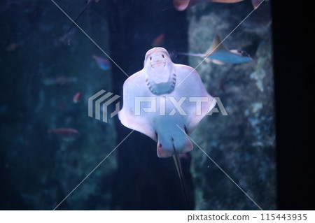 從水族館觀賞的小黃貂魚 115443935