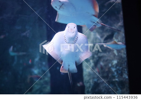 從水族館觀賞的小黃貂魚 從水族館觀賞的小黃貂魚 115443936