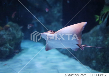 小黃貂魚游泳 小黃貂魚游泳 115443937