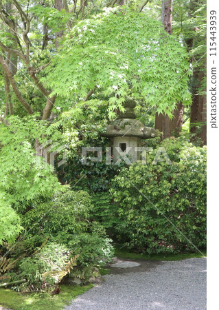 Fresh greenery in the Okochi Sansou Garden, Kyoto Fresh greenery in the Okochi Sansou Garden, Kyoto 115443939