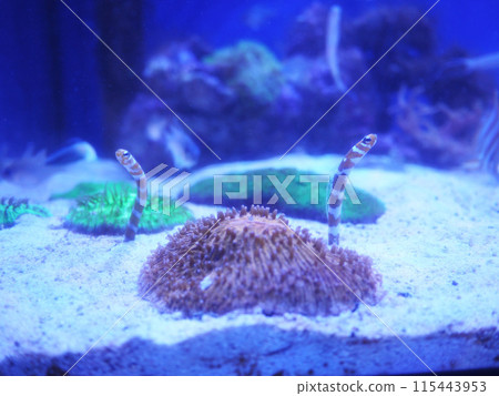 兩條西海鰻望向別處 115443953