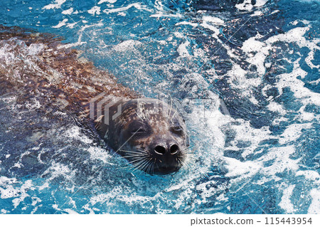 海獅將頭伸出水面游泳 海獅將頭伸出水面游泳 115443954