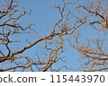 Oak Silhouettes 115443970