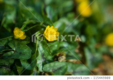 Double-flowered marsh marigold. The flower's meaning of "joy of meeting" is the happiness of those who want to deliver it to someone through the winter. Double-flowered marsh marigold. The flower's meaning of "joy of meeting" is the happiness of those who want to deliver it to someone through the winter. 115443989