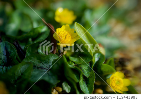 八姬·琉金卡。為那些想要超越冬天,將「遇見你的喜悅」的花語送給某人的人帶來幸福。 八姬·琉金卡。為那些想要超越冬天,將「遇見你的喜悅」的花語送給某人的人帶來幸福。 115443995