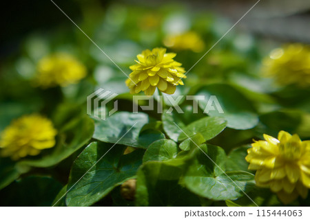 八姬·琉金卡。為那些想要超越冬天,將「遇見你的喜悅」的花語送給某人的人帶來幸福。 八姬·琉金卡。為那些想要超越冬天,將「遇見你的喜悅」的花語送給某人的人帶來幸福。 115444063