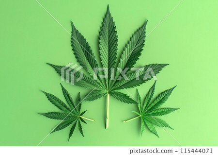 Fresh cannabis Leaves on Mint Green Background Fresh cannabis Leaves on Mint Green Background 115444071