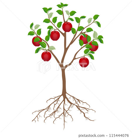 Apple tree with red apples and roots isolated on white background. 115444076