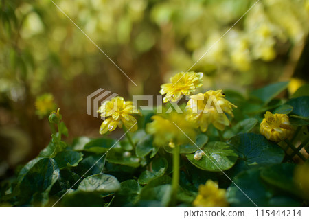 八姬琉金花和淫羊藿花的金色波浪。花語是「相見之歡」和「走向大海的彼岸」。 115444214